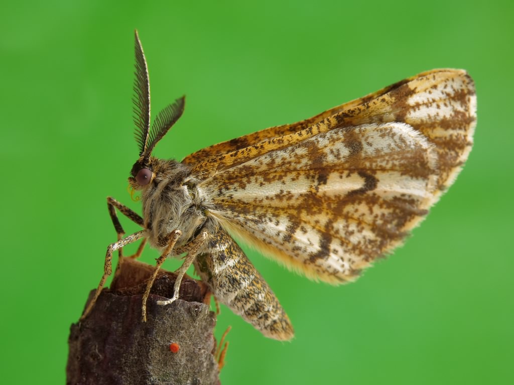 Bupalus piniaria (Linnaeus, 1758)